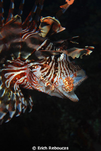 Lionfish yawning by Erich Reboucas 